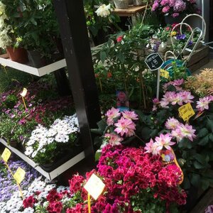 Neeltje&#039;s Bloemen image 6