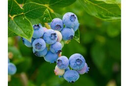 Gratis bomen en blauwe bessen ophalen in Almere en Lelystad