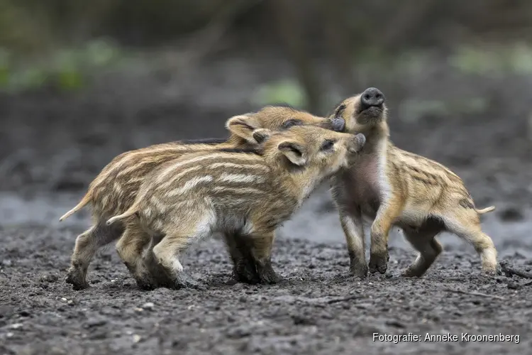 Geboortegolf in Natuurpark Lelystad