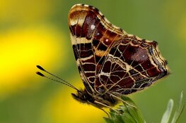 Tel Insecten Mee! – TIM Lelystad