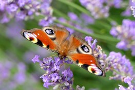Kom ook naar de Soortenzoekdag op 2 en 3 augustus in het Woldpark!