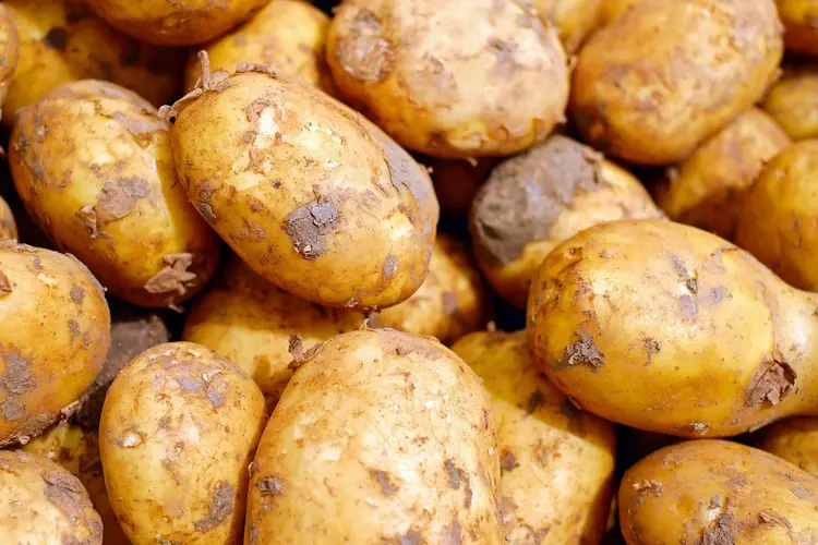 PotatoEurope 2025: internationale ontmoetingsplek