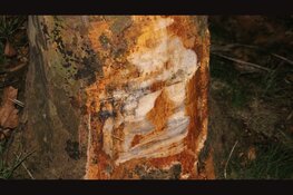 Auto te water na eenzijdig ongeval, meerdere gewonden