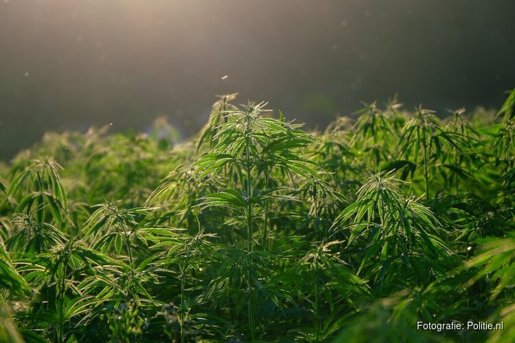 Niet-Europese hennep is gat in de markt voor Nederlandse drugscriminelen