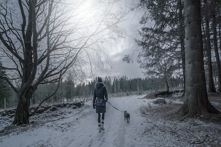Hond mee naar het bos of de heide: dit neem je mee en hier let je op