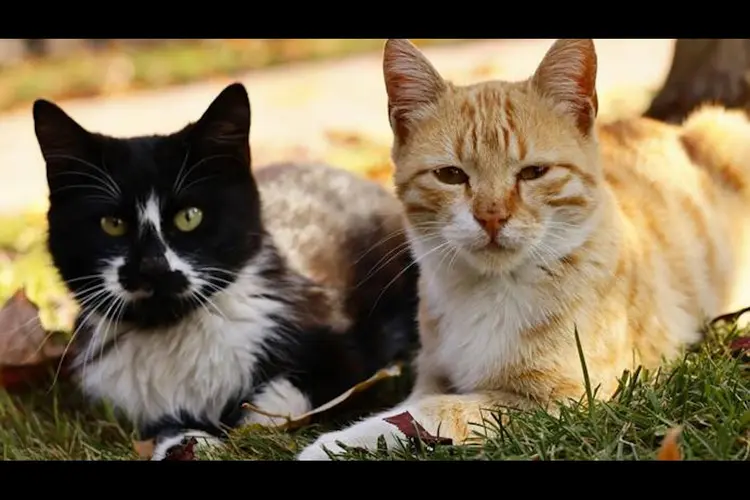 Wees extra alert op kattenziekte na recente sterfgevallen bij katten
