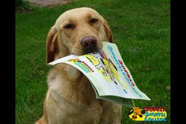 Hond voor de klas op basisschool de Triangel in Lelystad