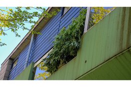 Wietkwekerij aangetroffen in woning Lelystad