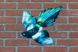 Kunstenaar schildert gratis eksters op huizen Lelystad