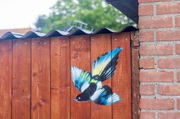 Kunstenaar schildert gratis eksters op huizen Lelystad