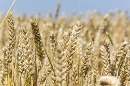 Groeten uit Oldambt en Groeten uit Westerwolde – Beide plekken om over naar huis te schrijven