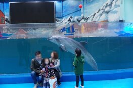 Dierenorganisatie World Animal Protection start SMS-actie voor dolfijnen