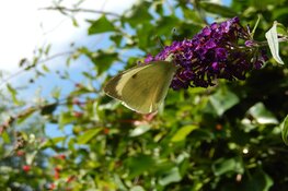 Doe mee met de tuinvlindertelling van 15 t/m 17 juli