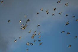 Natuurherstel Marker Wadden groot succes