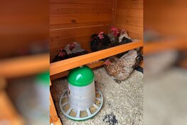 Opvang Vluchtelingen Lelystad krijgt nieuwe bewoners: kippen en bijen