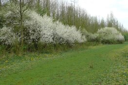 Bloeiende bosranden maken overgangen bos en landbouwgrond natuurlijker