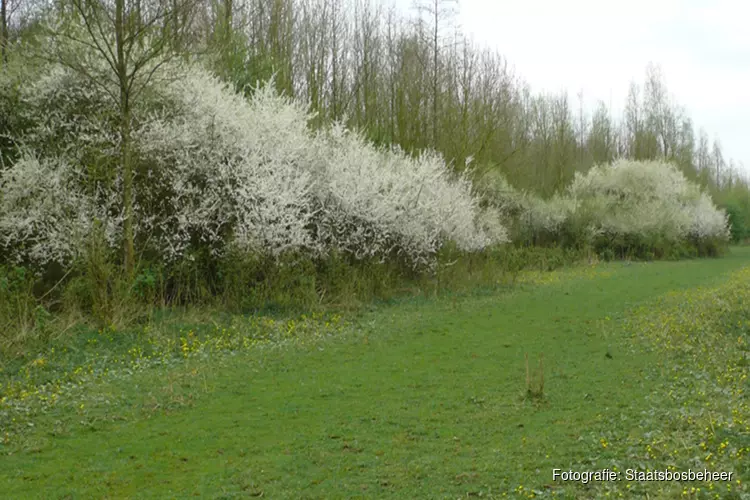 Bloeiende bosranden maken overgangen bos en landbouwgrond natuurlijker
