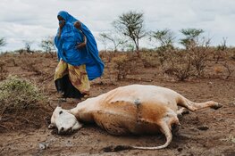 Oekraïne-crisis treft meest kwetsbaren wereldwijd: ZOA publiceert jaarverslag 2022