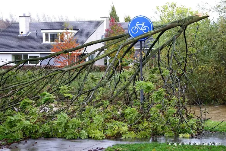 Lelystad verwijdert en vervangt onveilige bomen