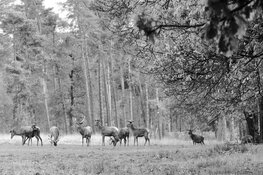 Wederom afschot grote grazers Oostvaardersplassen