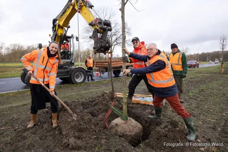 Middenberm Houtribdreef krijgt nieuwe bomen