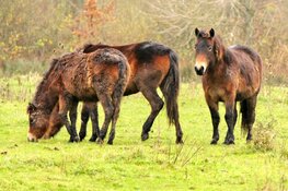Przewalskipaarden Natuurpark Lelystad krijgen gezelschap van Exmoorpony’s