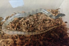 Zoektocht naar ontsnapte slang