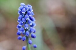 Het belang van persoonlijke uitvaartverzorging in Lelystad