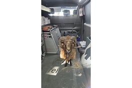 Klein Soay ram schaapje gedumpt in Oostvaardersplassen