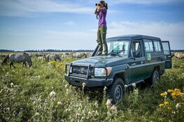 Natura 2000-beheerplan Oostvaardersplassen 2024 – 2029 vastgesteld